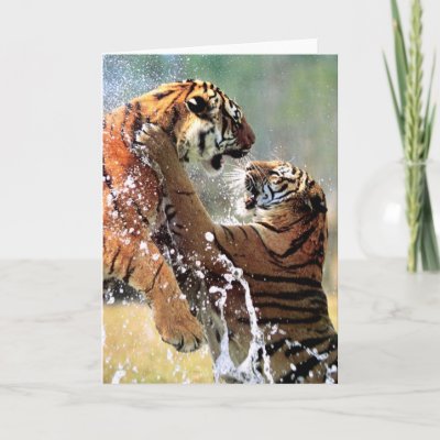 Images Of Tigers Fighting. FIGHTING TIGERS CARD by
