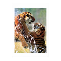 FIGHTING TIGERS posters by ANGELHELEN FIGHTING TIGERS posters