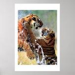 FIGHTING TIGERS posters