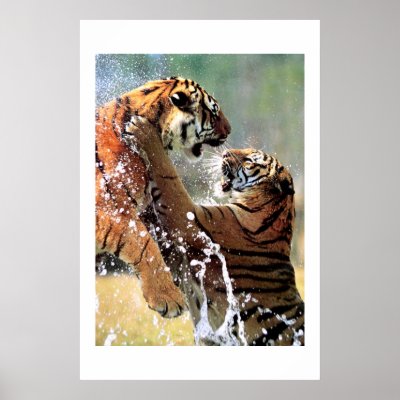 FIGHTING TIGERS posters