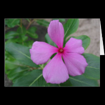 Fiji Floral cards