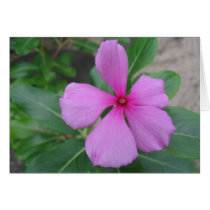 Fiji Floral cards by ChargePlus Fiji Floral cards