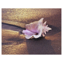 Fiji Islands, there are still shells like this on Flyer Design