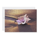 Fiji Islands, there are still shells like this on invitations