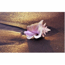 Fiji Islands, there are still shells like this on Photo Sculpture