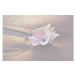 Fiji Islands, there are still shells like this on Stationery Paper