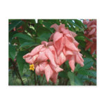Fiji Pink and Yellow Flower Postcard