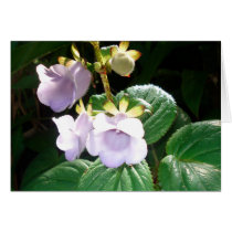 Fiji Purple Orchid Card