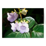 Fiji Purple Orchid Card