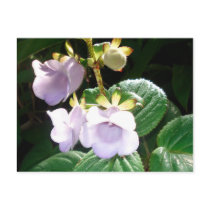 Fiji Purple Orchid Postcard