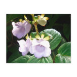 Fiji Purple Orchid postcards