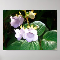 Fiji Purple Orchid Posters