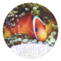 Fiji Tomato Clown stickers by rudcpr Fiji Tomato Clown stickers