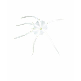 Fiji White Tendril Flower shirt