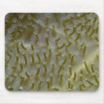 Fijian coral polyps mouse pads