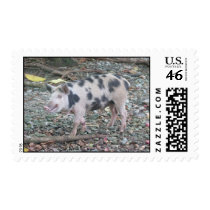 Fijian Pig Postage