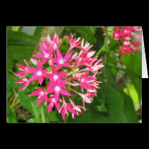 Fijian Pink Flower cards