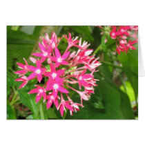 Fijian Pink Flower cards