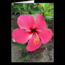 Fijian Red #1 cards