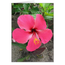 Fijian Red #1 cards