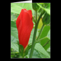 Fijian Red #2 cards