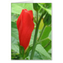 Fijian Red #2 cards by ChargePlus Fijian Red #2 cards