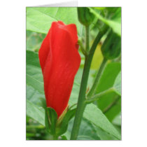 Fijian Red #2 cards