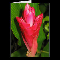 Fijian Red #3 cards