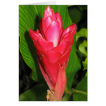 Fijian Red #3 cards