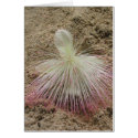Fijian White Flower cards