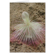 Fijian White Flower cards