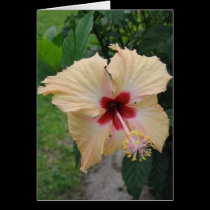 Fijian Yellow Orchid cards
