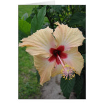 Fijian Yellow Orchid cards