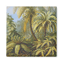 Filicinae (Ferns), Ernst Haeckel magnets