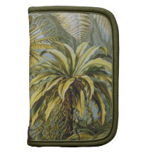 Filicinae (Ferns), Ernst Haeckel Organizer
