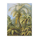Filicinae (Ferns), Ernst Haeckel postcards