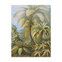 Filicinae (Ferns), Ernst Haeckel postcards