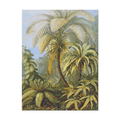 Filicinae (Ferns), Ernst Haeckel Postcard by vintagetreasurechest
