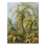 Filicinae (Ferns), Ernst Haeckel postcards