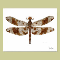 Filigree Skimmer Dragonfly posters