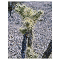 Filigreed Cactus Plant Flyer