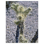 Filigreed Cactus Plant flyers