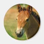 Filly Circular Magnet