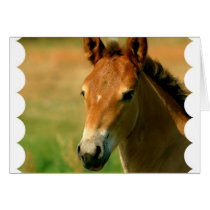 Filly Greeting Card