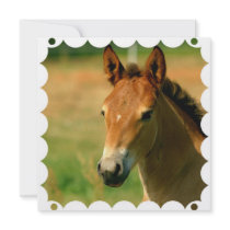 Filly Horse Invitation