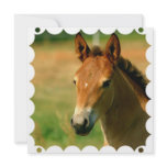 Filly Horse Invitation