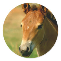 Filly Sticker