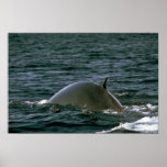Fin whale posters