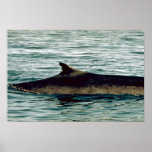 Fin whale print