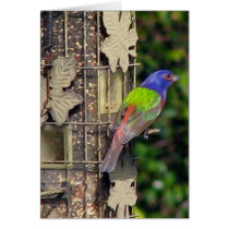 finch-1-feb5-06 cards by Eye4birds finch-1-feb5-06 cards